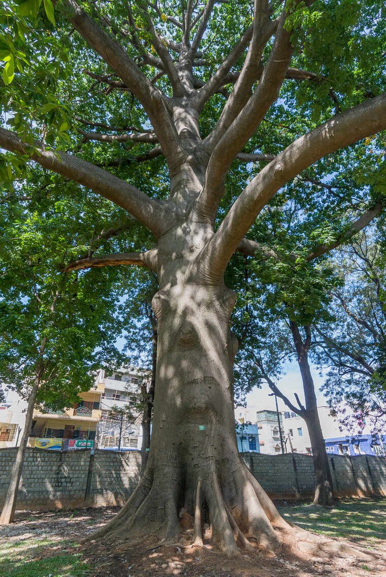 India 2014 - Bangalore 011.jpg